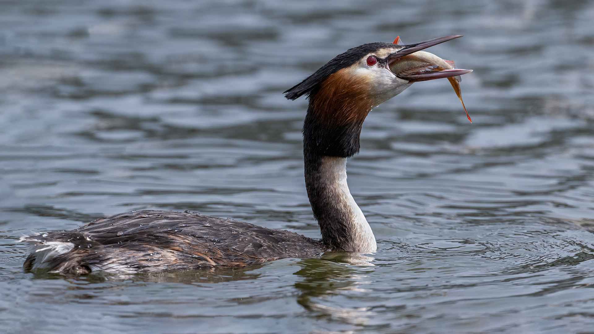 Great Crested Grebe